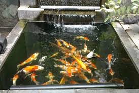 Indahnya teras rumah dengan kolam ikan koi, image: 6 Fakta Manfaat Ikan Koi Bisa Bawa Keberuntungan
