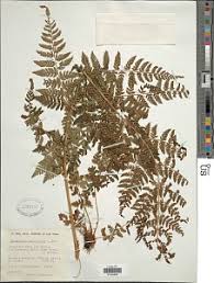 Image result for Dryopteris antarctica