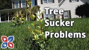 Otherwise you could manage them with an herbicide / pesticide that would not damage the grass but would kill the unwanted oak trees. How To Get Rid Of Tree Suckers Lawn Maintenance Tips Domyown Com Youtube