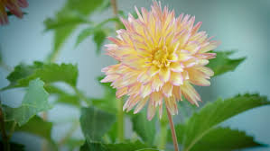 Image result for Dahlia sp. (cultivar)