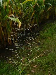 Image result for Eragrostis rotifer