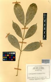 Image result for Craterispermum