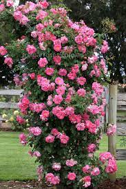 Pin On Roses Roses Roses