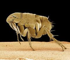 Fleas usually thrive in warm for treating fleas, it is important to understand how long a does a flea live and the life cycle of a flea. How To Get Rid Of Fleas On Your Pet