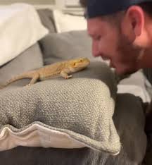 My husband decided to do this tic tok trend 😂 bearded dragons are much  cooler that dogs.