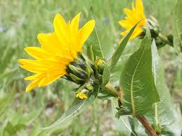 Image result for Ecbolium amplexicaule