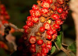 Image result for Pilostyles aethiopica