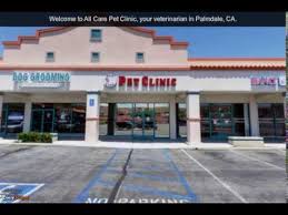 Angel, who works with dr. All Care Pet Clinic Inc Palmdale Ca Veterinarian Youtube