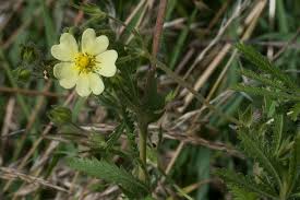 Image result for Potentilla recta