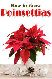 How To Grow Poinsettias This Year Why Not Practice A Little Year Round Cheer And Keep Your Poinsettias As Housepl Poinsettia Plant Christmas Plants Poinsettia