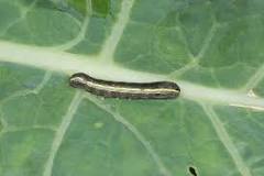 Image result for what do black and yellow striped caterpillars turn into