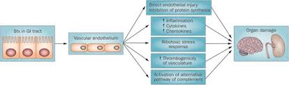 Daniel ek founded 5 companies, among them: Renal And Neurological Involvement In Typical Shiga Toxin Associated Hus Nature Reviews Nephrology