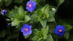 Once considered a weed of cornfields, the scarlet pimpernel is now in decline due to intensive agricultural practices. Scarlet Pimpernel A Beautiful Flowering Weed Youtube