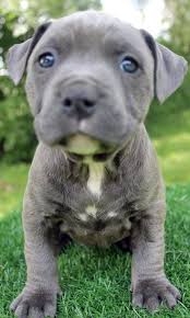 You'll receive email and feed alerts when new items arrive. Blue Nose Pitbull Puppies For Sale Cheap Online