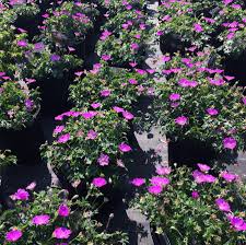 Image result for Geranium sanguineum Max Frei