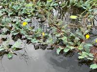 Image result for Aeschynomene fluitans