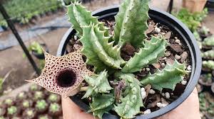 Image result for Orbea lugardii