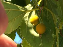 Image result for Celtis sinensis