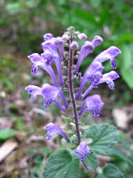 Image result for Scutellaria schweinfurthii