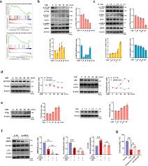 Tobacco toxins induce osteoporosis through ferroptosis