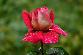 Beautiful flower photo in hd. Beautiful Flowers Scenery Wallpapers Hd Download