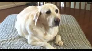 We did not find results for: A Family Wanted Their Dog Cremated And The Ashes Preserved The Vet Cremated The Dog With Several Other Pets Fox61 Com