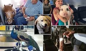Traveling with your emotional support animal doesn't have to be difficult. Alaska Airlines Becomes First To Ban Emotional Support Animals And Will Only Allow Service Dogs Daily Mail Online