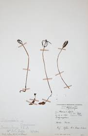 Image result for Gastrodia ballii