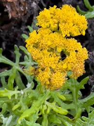 Image result for Scolopia stolzii