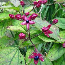 Image result for Clerodendrum fasciculatum