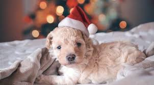 Warning Signs A Puppy Is Dying How To Prevent Recognize And Treat How To Prevent Recognize And Treat