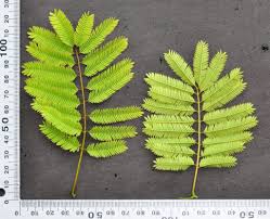 Image result for Barleria galpinii