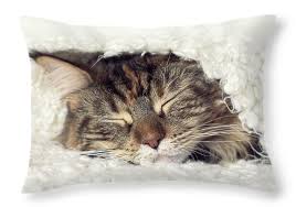 Analysis and modification of mobile applications traffic. Face Sleeping Cat Throw Pillow For Sale By Oleg Nikiforov 20 X 14 Sleeping Cats Cat Throw Pillow Cat Stock