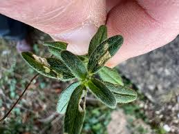 Image result for Mompha miscella