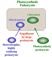 Endosymbiotic Theory Photosynthetic Efficiency The Evolution Of Chloroplasts