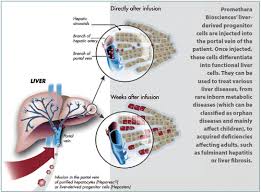 Binucleated hepatocytes (= containing two nuclei). Tackling Diverse Liver Diseases With A Versatile Cell Therapy Using Heterologous Human Adult Liver Derived Progenitor Cells Rather Than Mesenchymal Cells Genetic Engineering Biotechnology News Vol 36 No 18