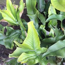 Image result for Pyrrosia