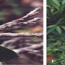 Image result for Stenostelma corniculatum