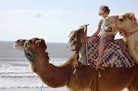 Terms in this set (10). Camel Rides In Essaouira Zouina Cheval Morocco