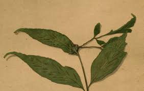 Image result for Asplenium gemmiferum