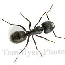 She answered all my questions and was knowledgeable and professional. All Rite Pest Control In Lexington Ky Versailles