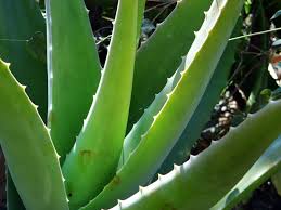 Du benötigst für die zubereitung nur etwas zeit und hingabe. Aloe Vera Die Pflanze Fur Gesundheit Und Schonheit La Scarabella