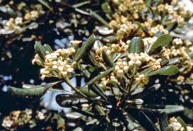 Image result for Pittosporaceae