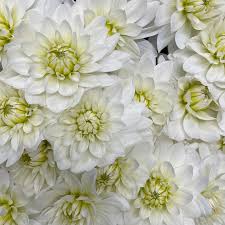 Make an order two weeks or more in advance and get free shipping to on purchases over $199. Triangle Nursery Wholesale Wedding Event Flowers Home Facebook
