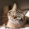 We are dedicated to providing the highest level of veterinary medicine along with friendly, compassionate service. Https Encrypted Tbn0 Gstatic Com Images Q Tbn And9gctgpdnqrjgxy9tllwp9fy Bdfzmtlzgncih8oiiupfolgut6l2k Usqp Cau