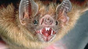 Tapi saya tak kisah apa orang cakap saya tertarik dengan kaedah ni. Gemar Hisap Darah 5 Hewan Ini Dijuluki Drakula Versi Nyata Global Liputan6 Com