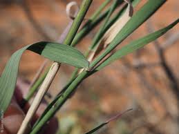 Image result for Enteropogon