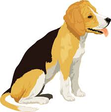 Looking for name ideas for your female dog? Female Dog Names 2021 1500 Unique Girl Puppy Names Ideas
