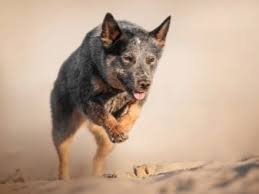 We did not find results for: Australian Cattle Dogs 30 Bilder Beschreibung Heeler Rasse Pflege Besonders Welpen Kettle Hund