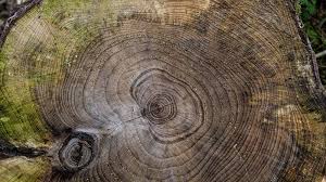 In other words, this process will kill the stump — just as it would have killed the tree. How To Kill A Tree Stump Remove Tree Stumps
